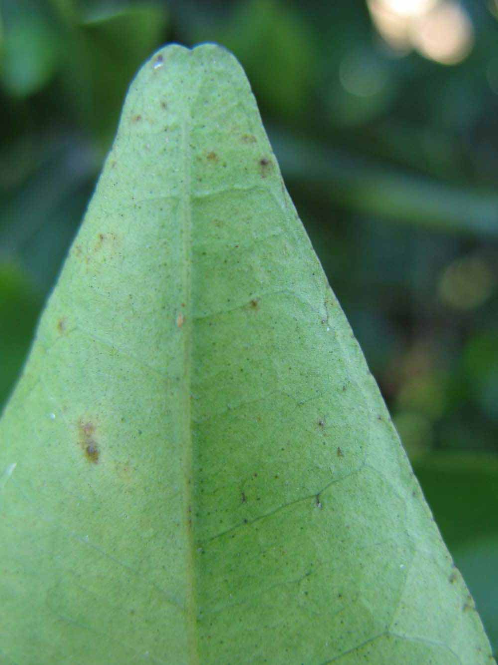              Margin (Riverside, CA)       